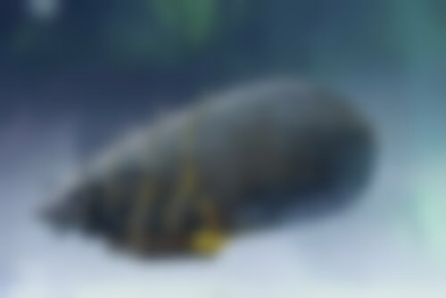 Квест Дирижабль на srtv.kvestinfo.ru Квест Дирижабль